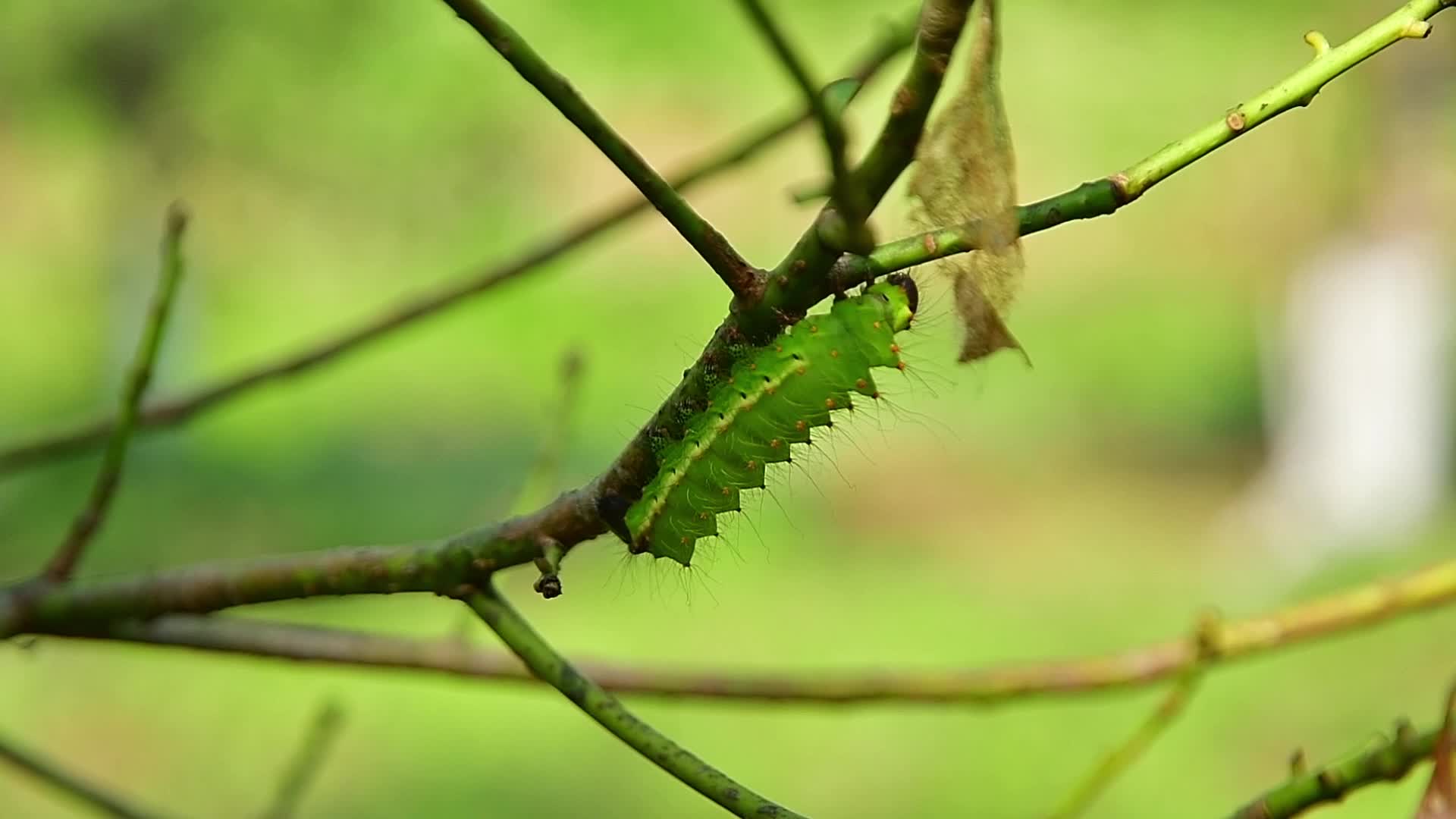 Muga silkworm farming in India