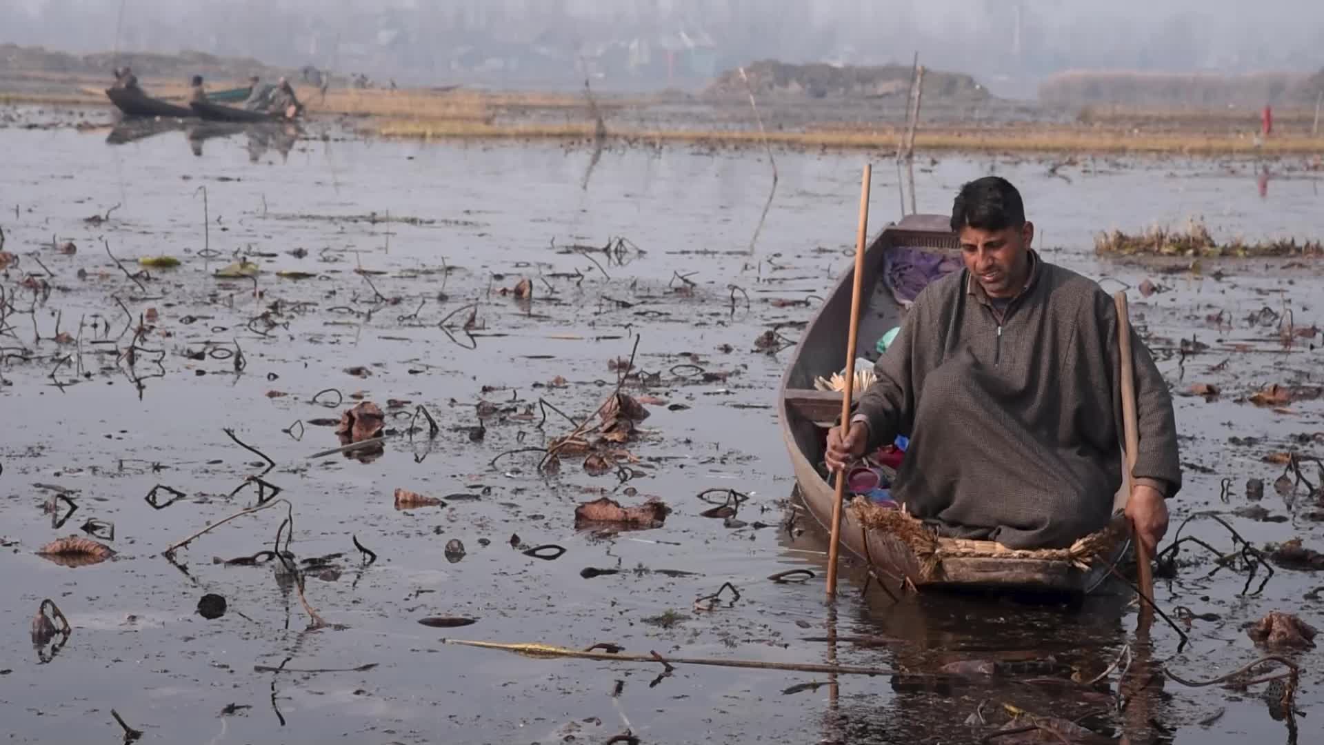 Lotus stem harvesting in Srinagar, Indian administered Kashmir