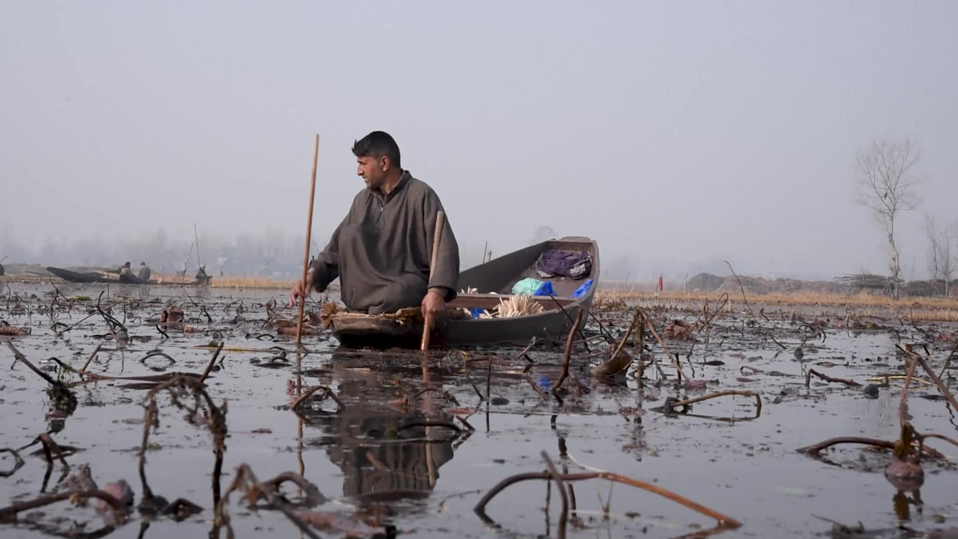 Lotus stem harvesting in Srinagar, Indian administered Kashmir