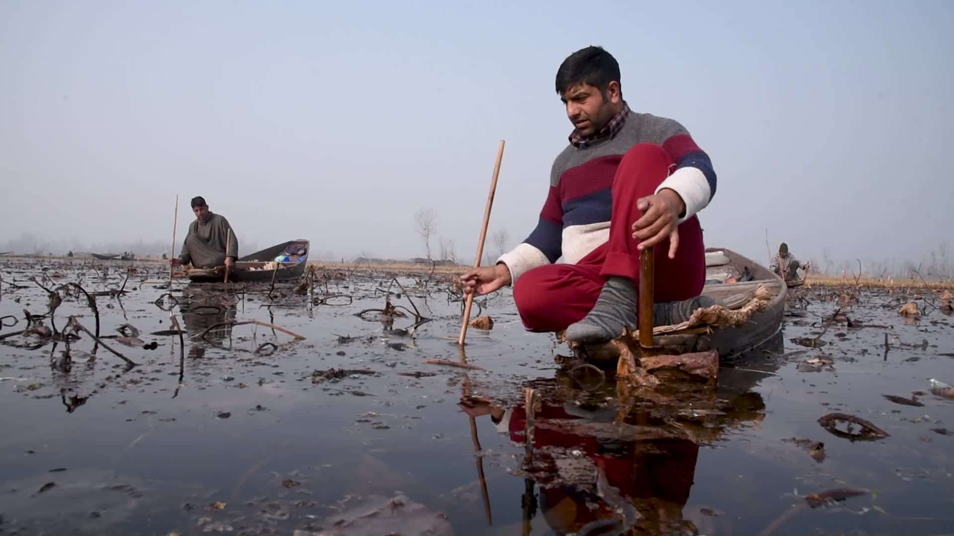 Lotus stem harvesting in Srinagar, Indian administered Kashmir
