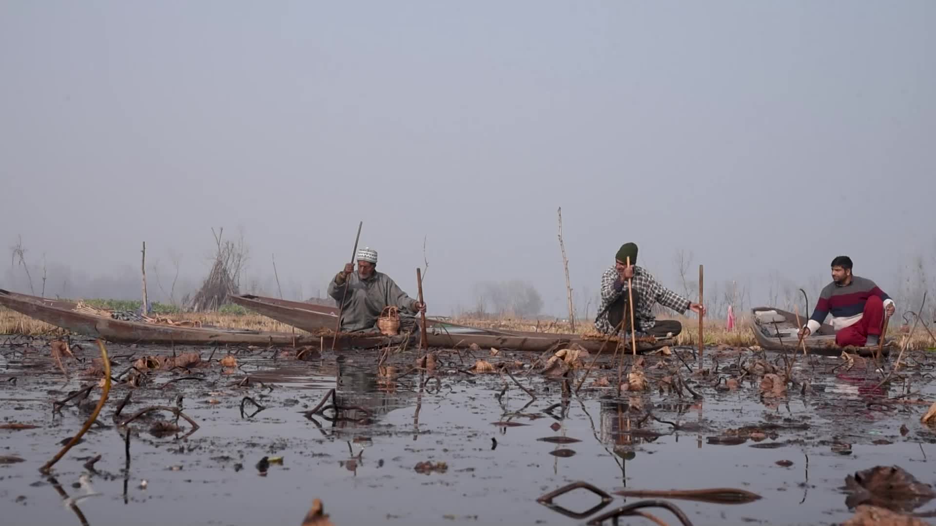 Lotus stem harvesting in Srinagar, Indian administered Kashmir