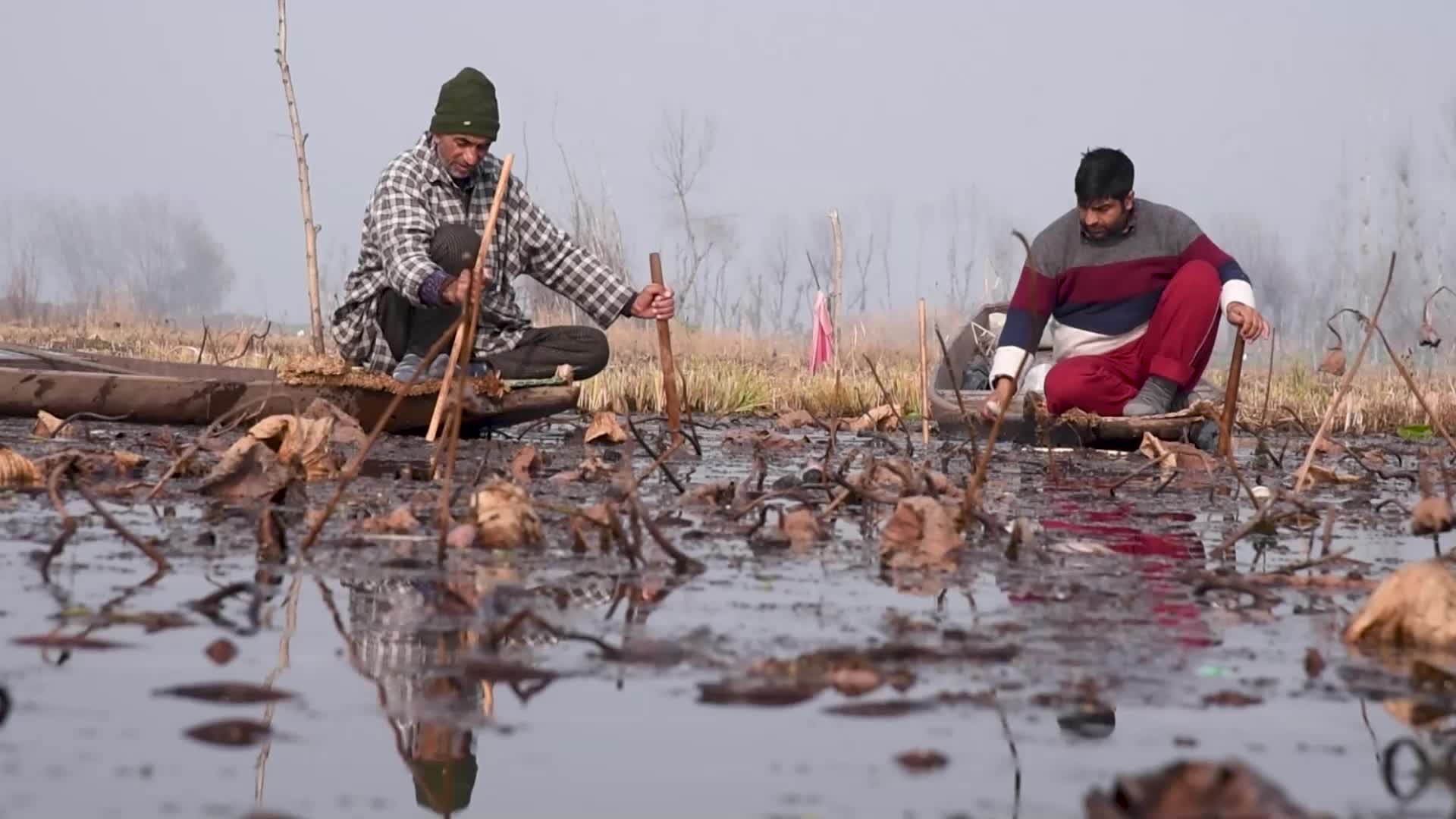 Lotus stem harvesting in Srinagar, Indian administered Kashmir