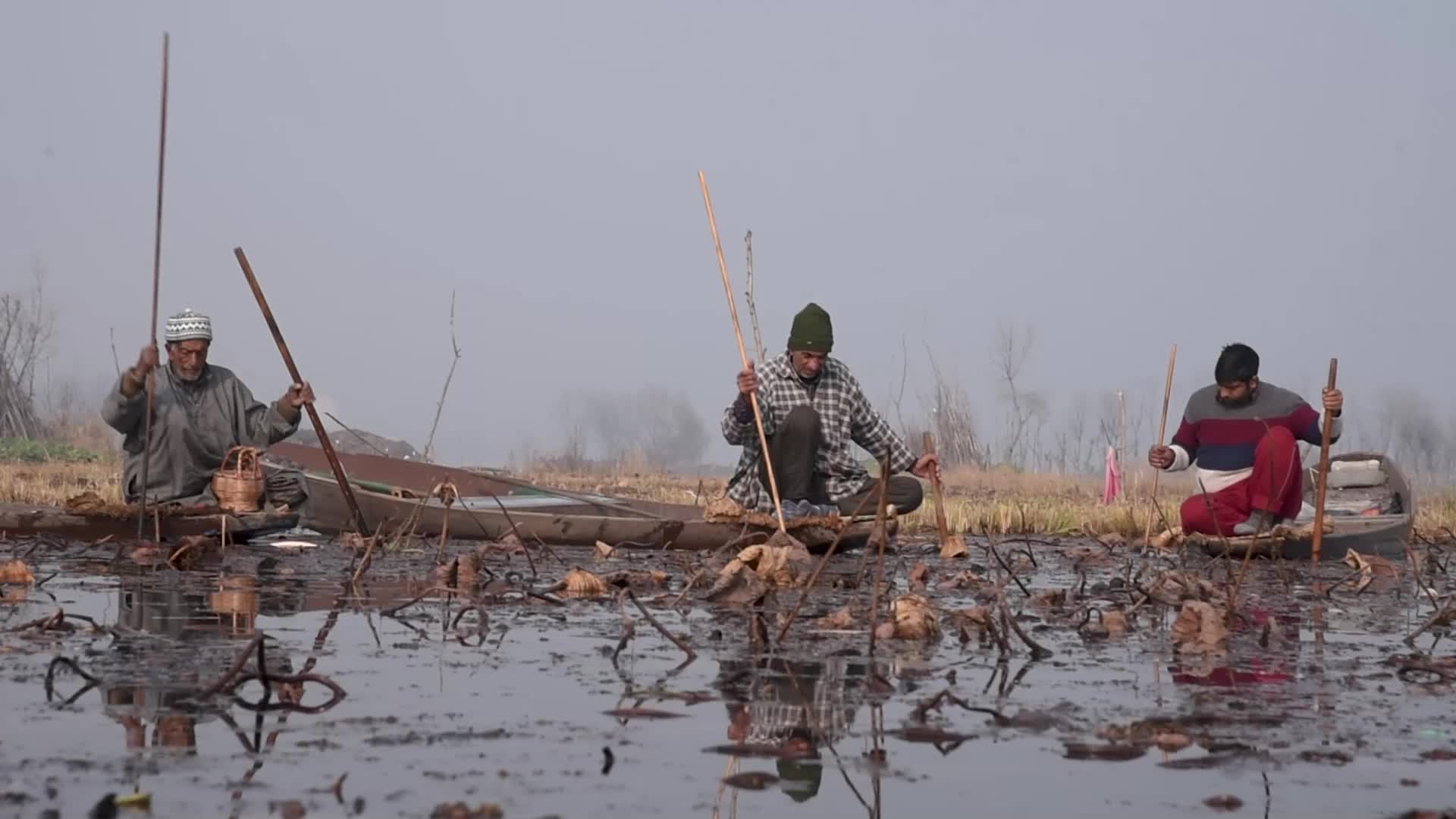 Lotus stem harvesting in Srinagar, Indian administered Kashmir