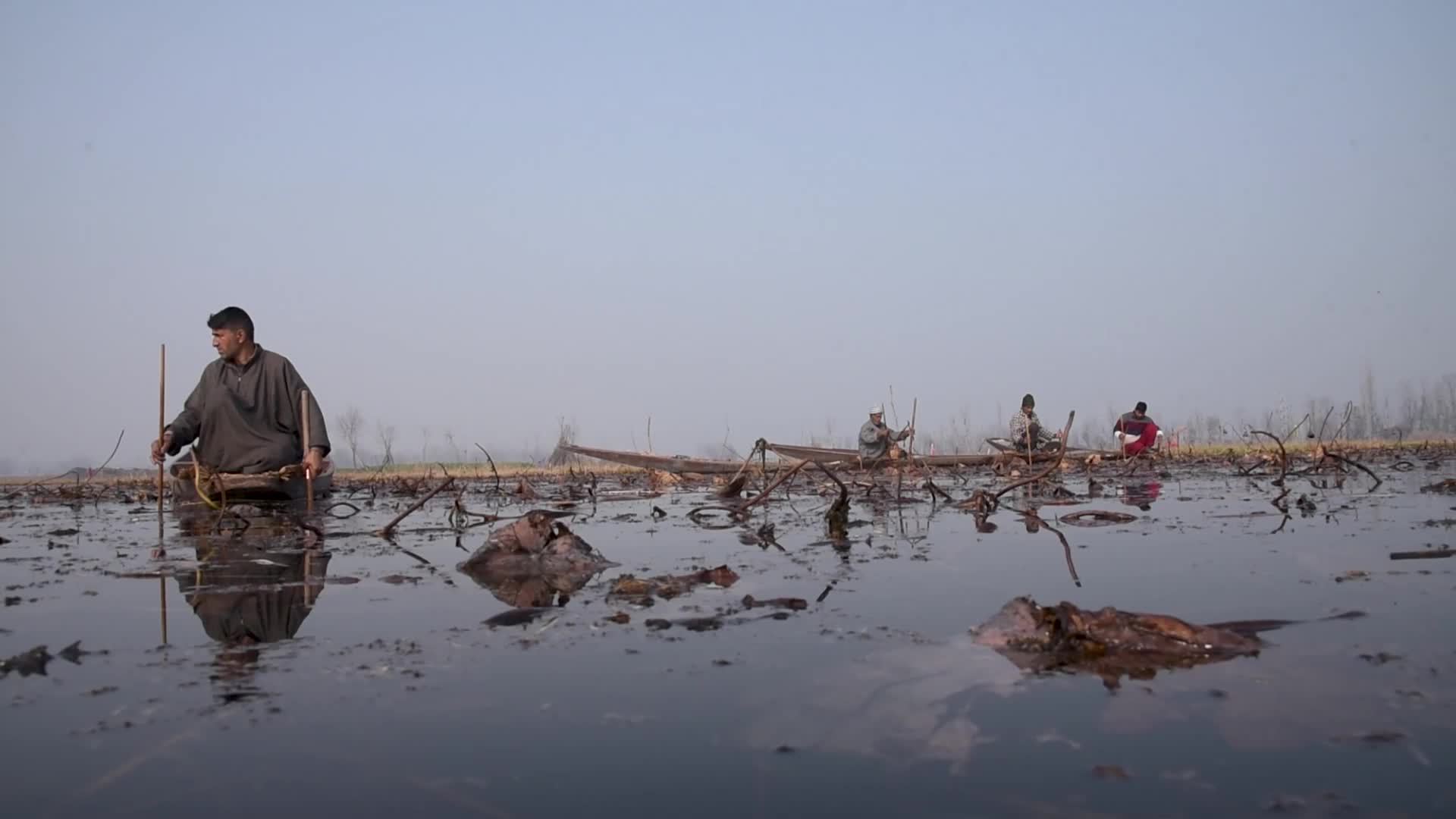 Lotus stem harvesting in Srinagar, Indian administered Kashmir