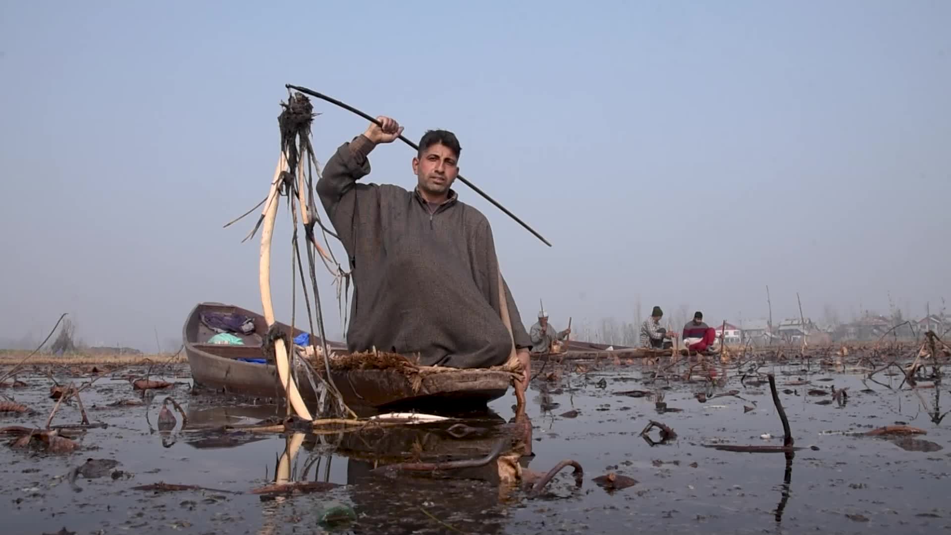 Lotus stem harvesting in Srinagar, Indian administered Kashmir