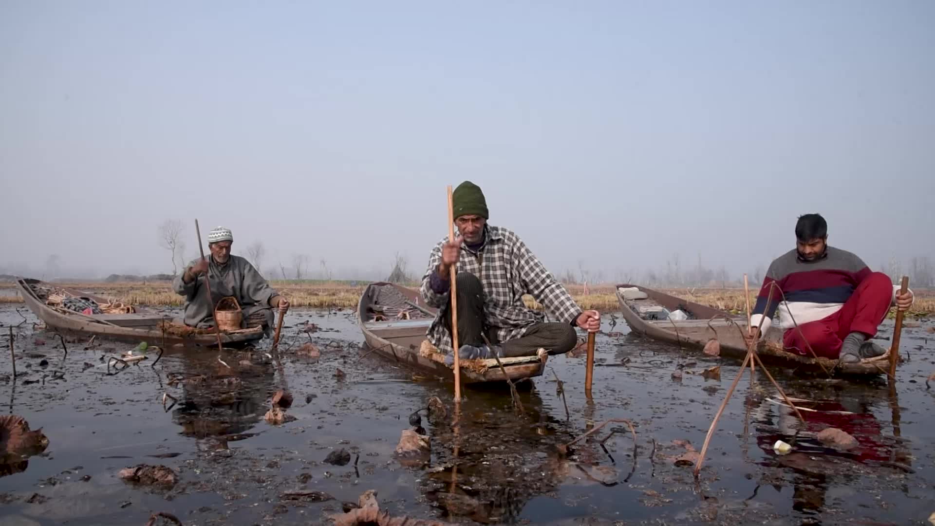 Lotus stem harvesting in Srinagar, Indian administered Kashmir