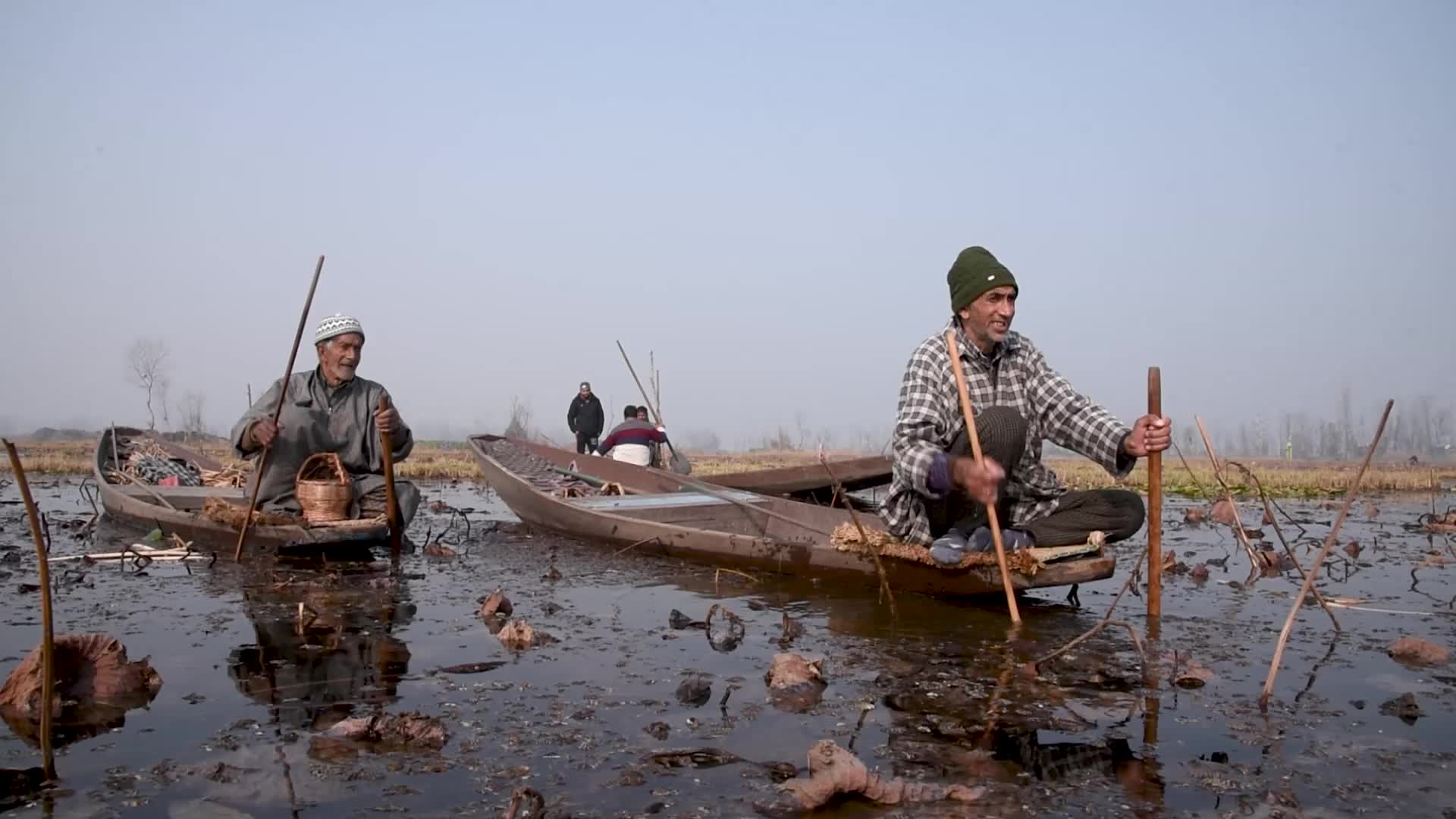 Lotus stem harvesting in Srinagar, Indian administered Kashmir