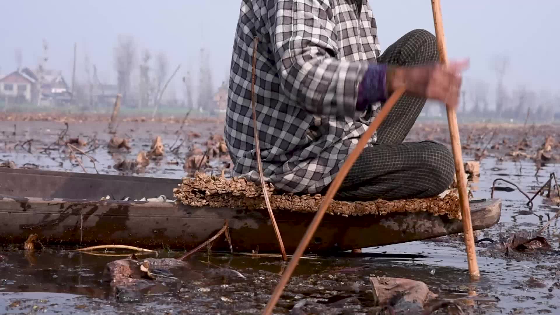 Lotus stem harvesting in Srinagar, Indian administered Kashmir