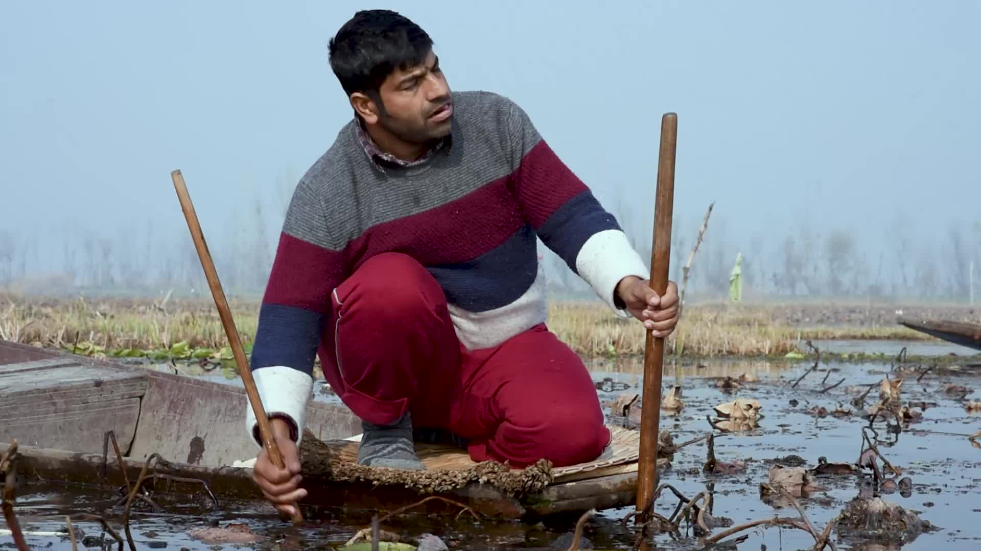 Lotus stem harvesting in Srinagar, Indian administered Kashmir