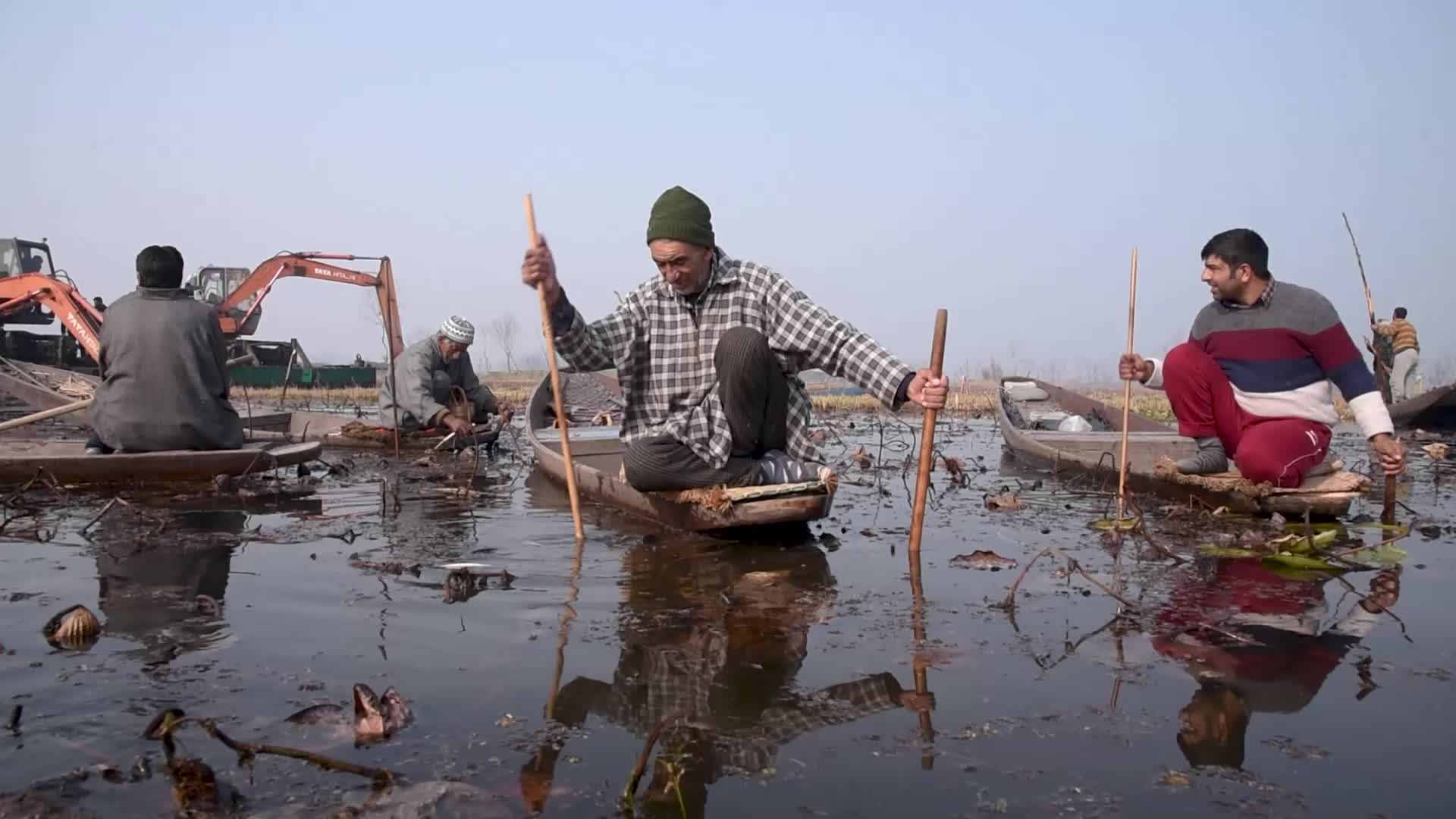 Lotus stem harvesting in Srinagar, Indian administered Kashmir
