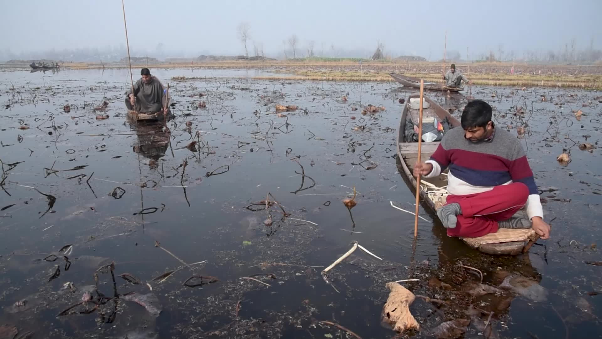 Lotus stem harvesting in Srinagar, Indian administered Kashmir
