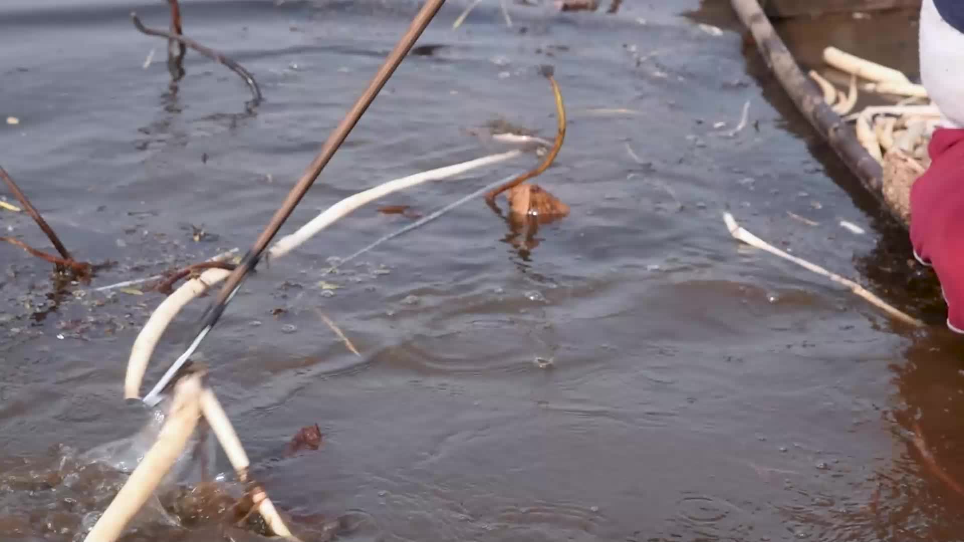 Lotus stem harvesting in Srinagar, Indian administered Kashmir