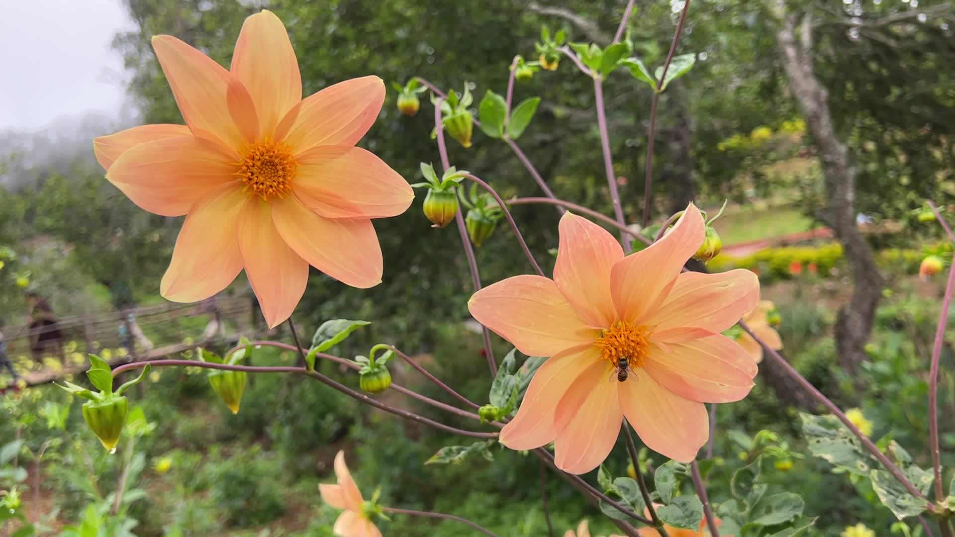 Rose Garden in Kodaikanal