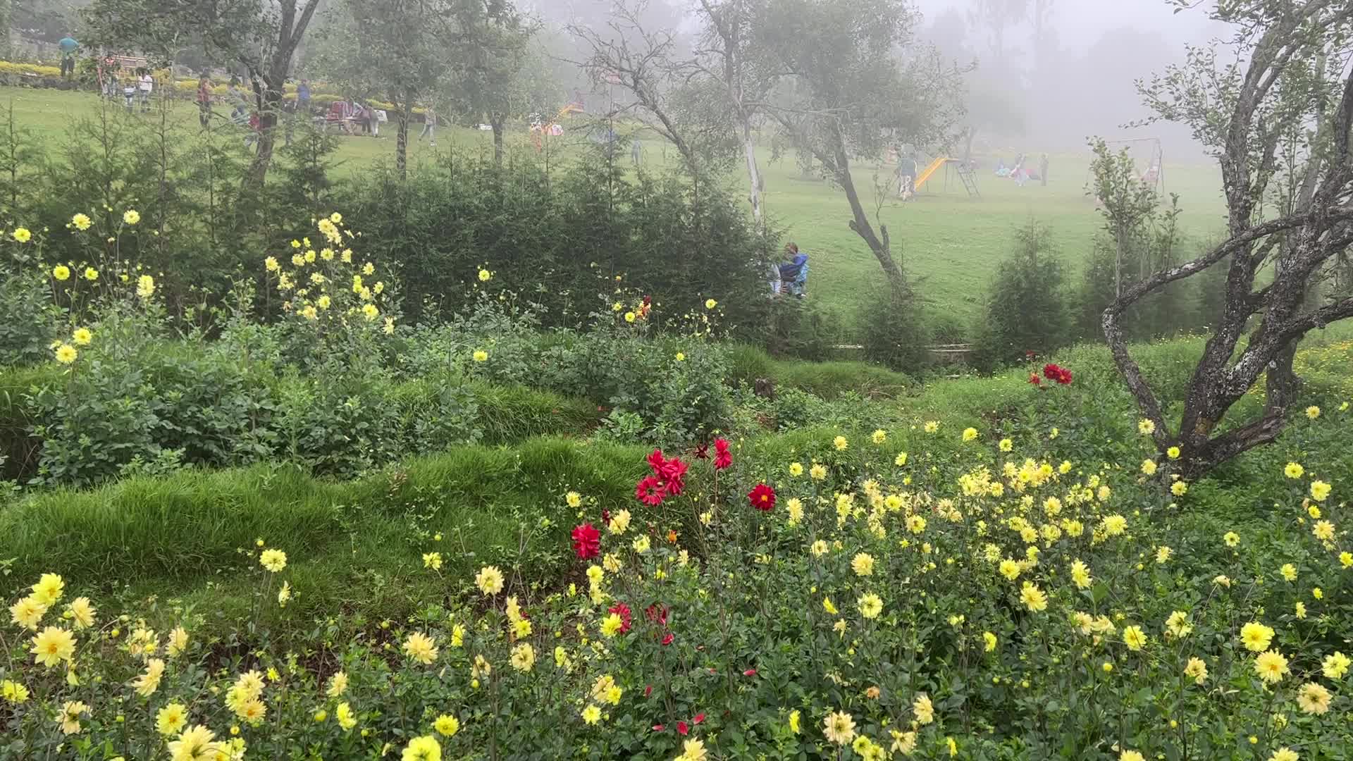 Rose Garden in Kodaikanal