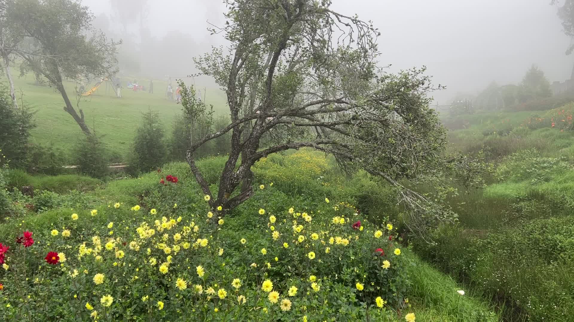 Rose Garden in Kodaikanal
