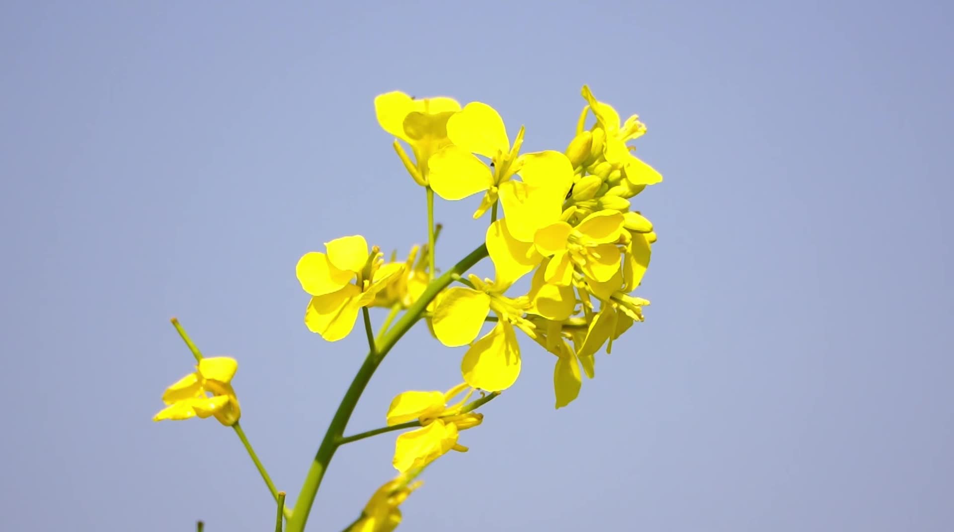 Honey Bee Collects Nectar from Mustard Flowers on the outskirts of Ajmer