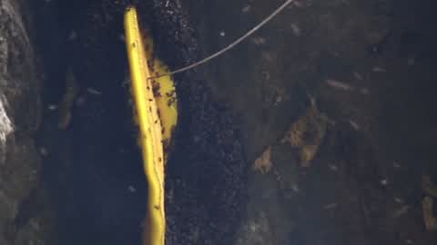 Honey Hunting in Nepal