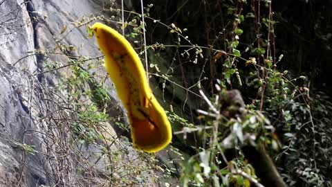Honey Hunting in Nepal