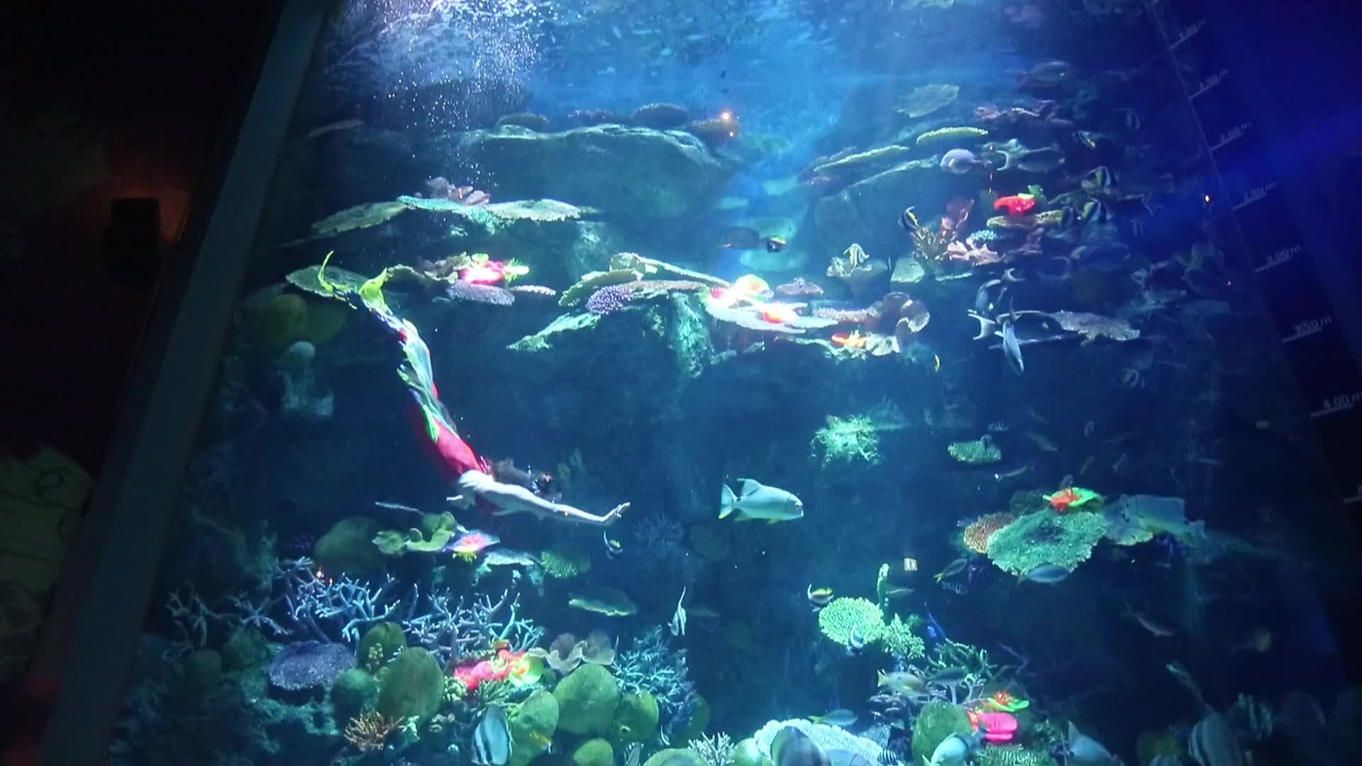 Santa Claus At Sea Life Aquarium