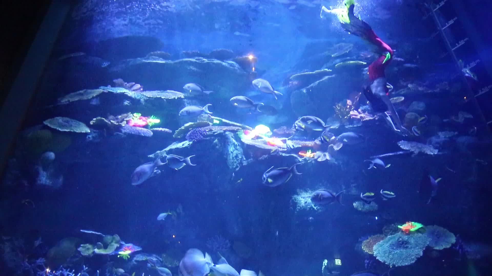Santa Claus At Sea Life Aquarium