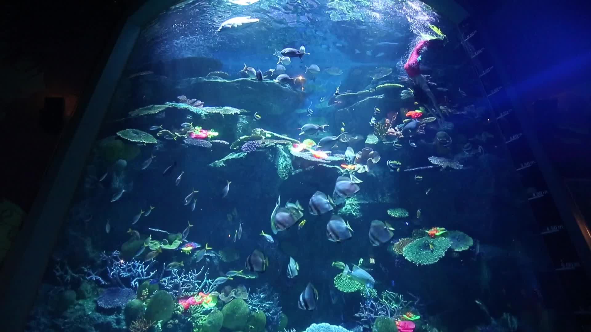 Santa Claus At Sea Life Aquarium