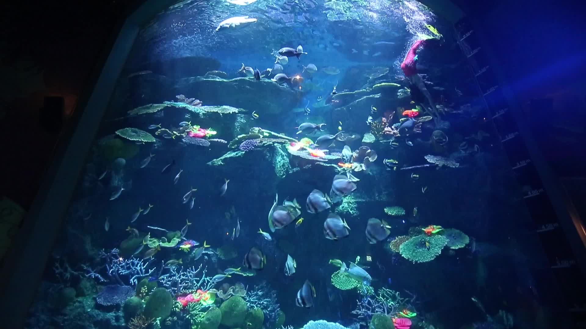 Santa Claus At Sea Life Aquarium