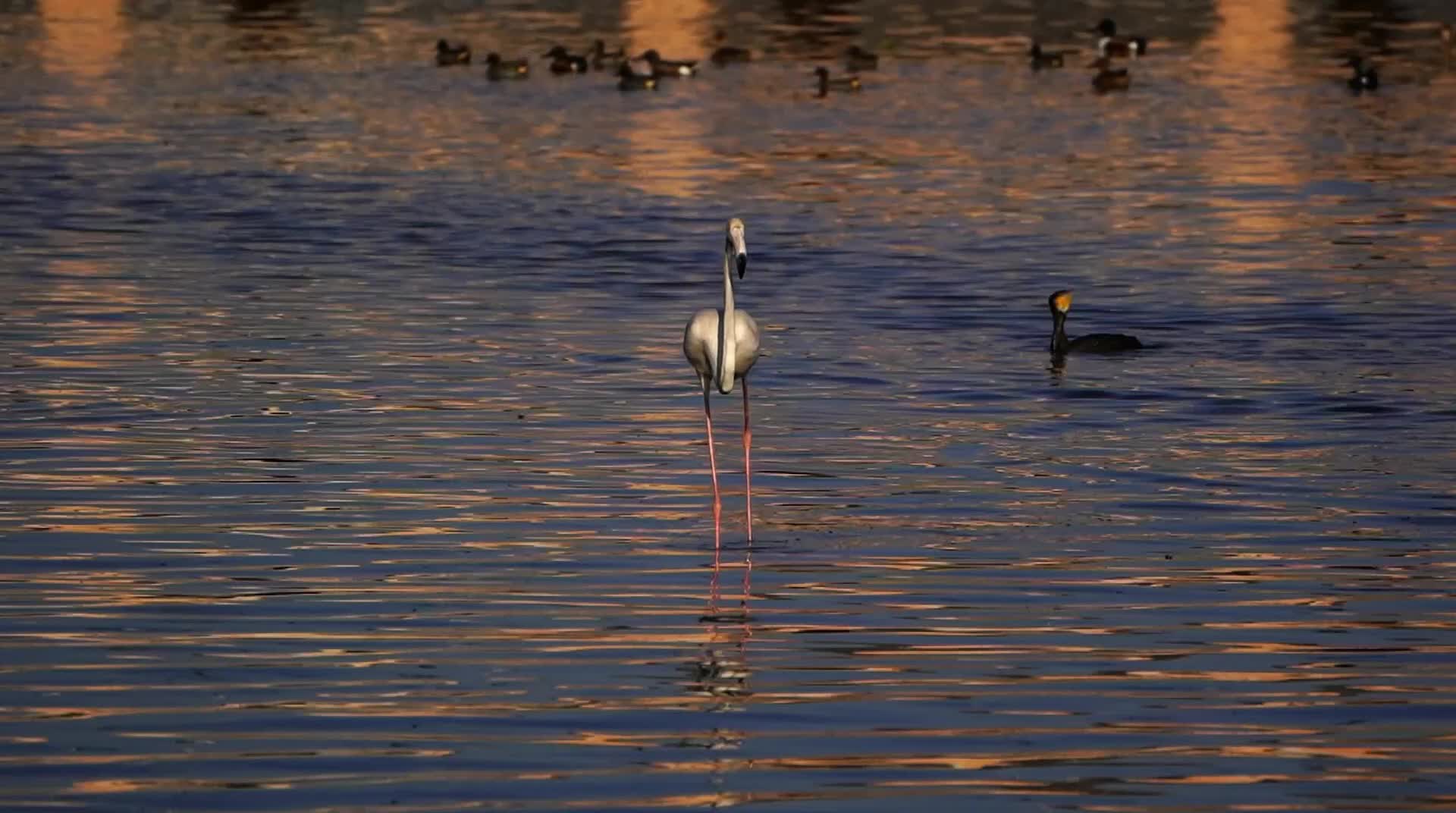 Flamingo seen at the lake in Ajmer