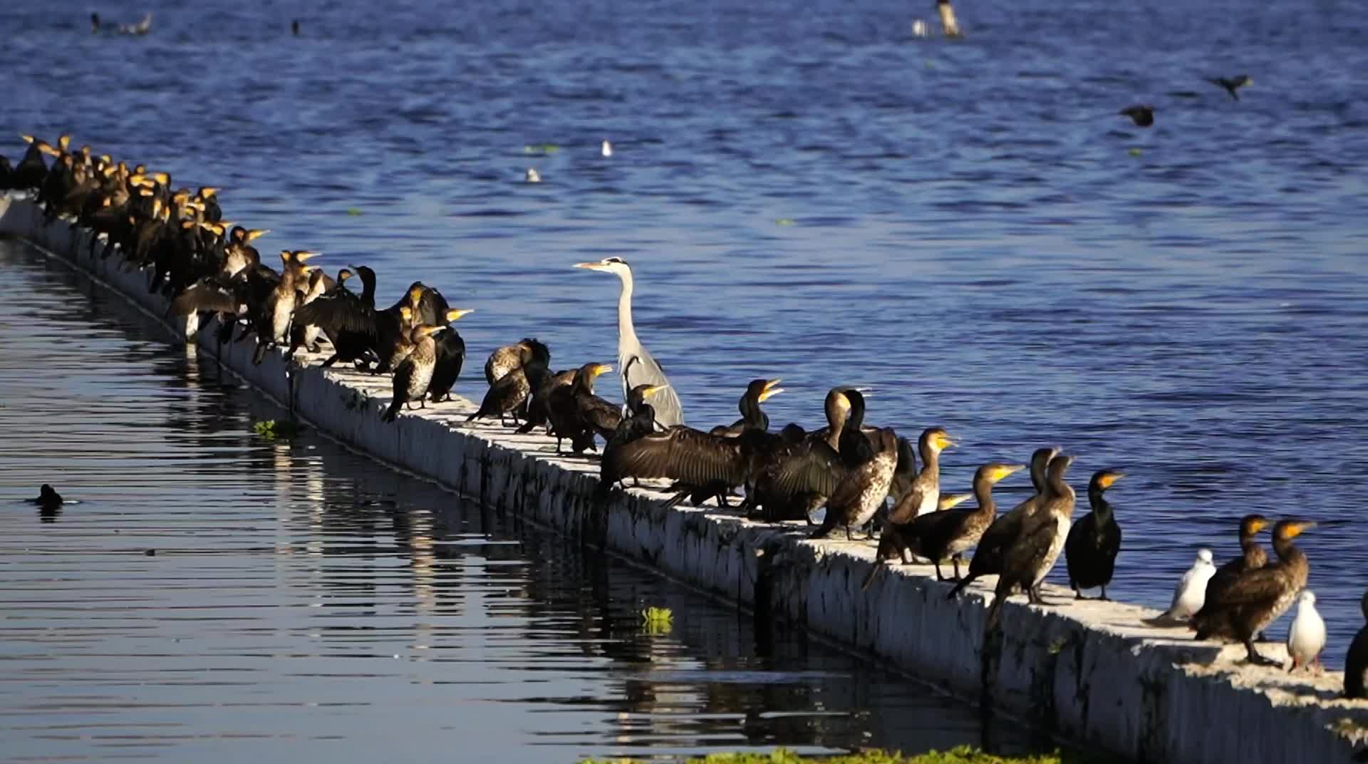 Types of Migratory Birds in Anasagar Lake During Cold Winters in Ajmer