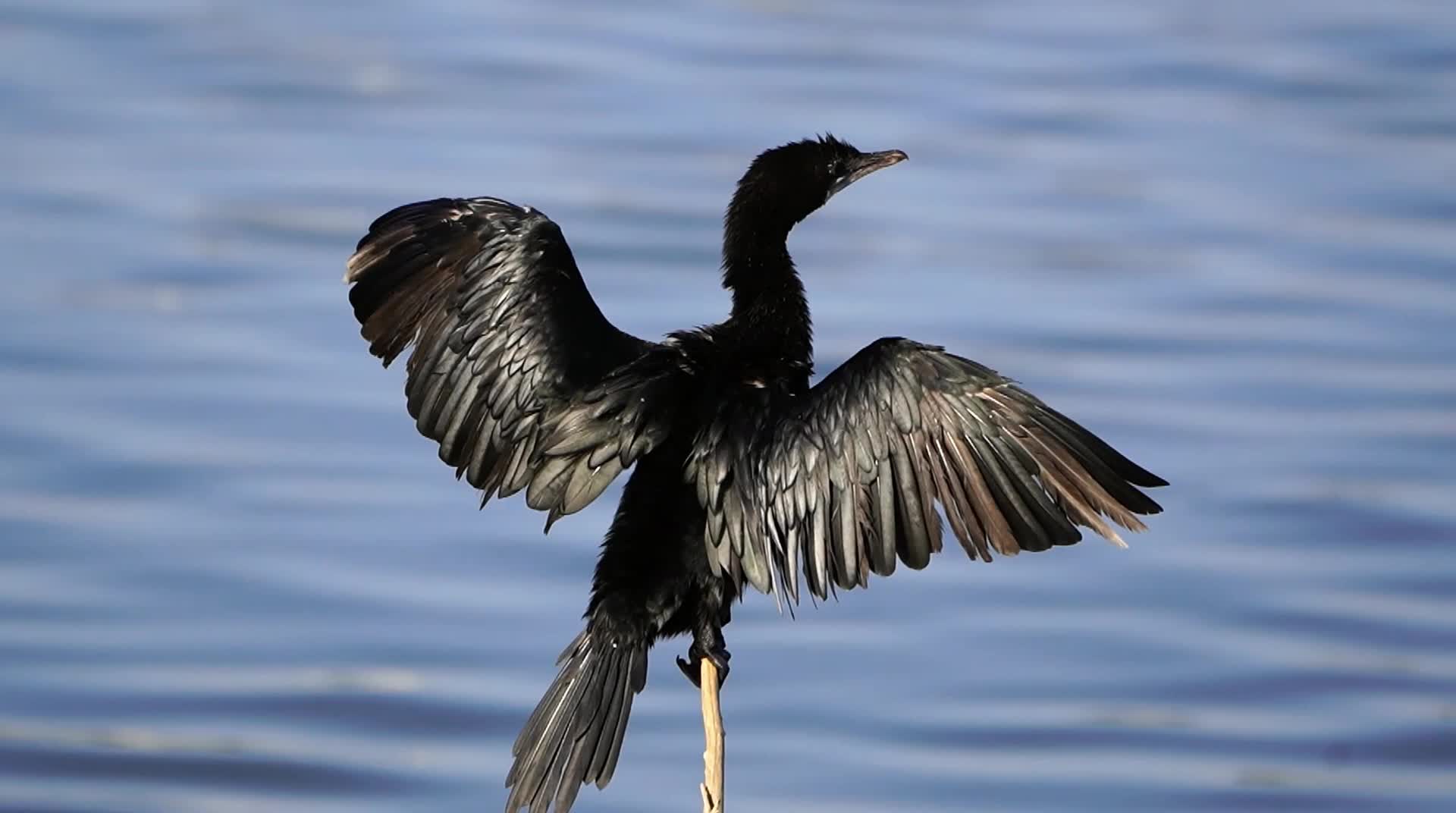 Types of Migratory Birds in Anasagar Lake During Cold Winters in Ajmer