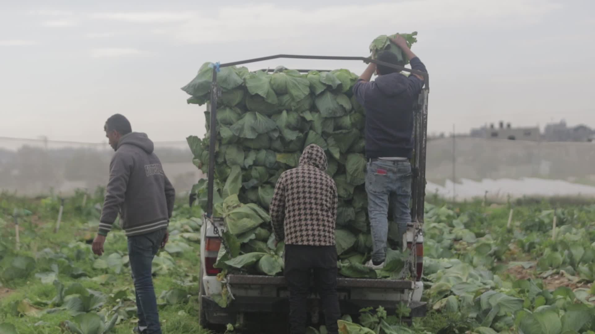Harvesting cabbage in the Gaza Strip