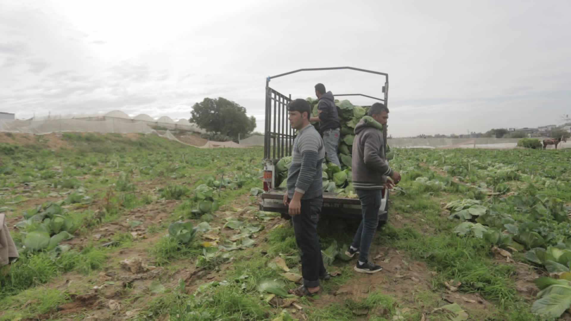 Harvesting cabbage in the Gaza Strip