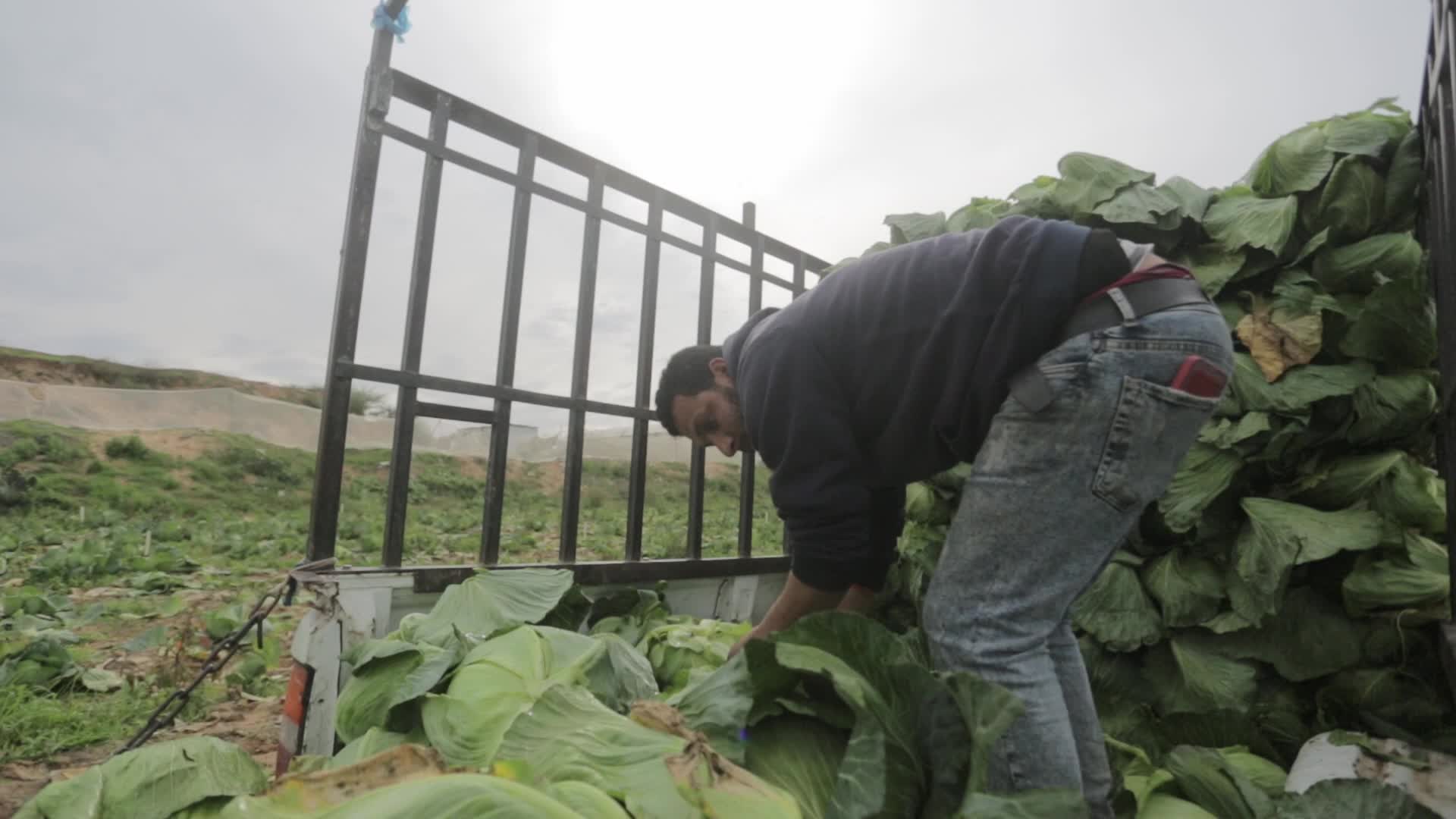 Harvesting cabbage in the Gaza Strip