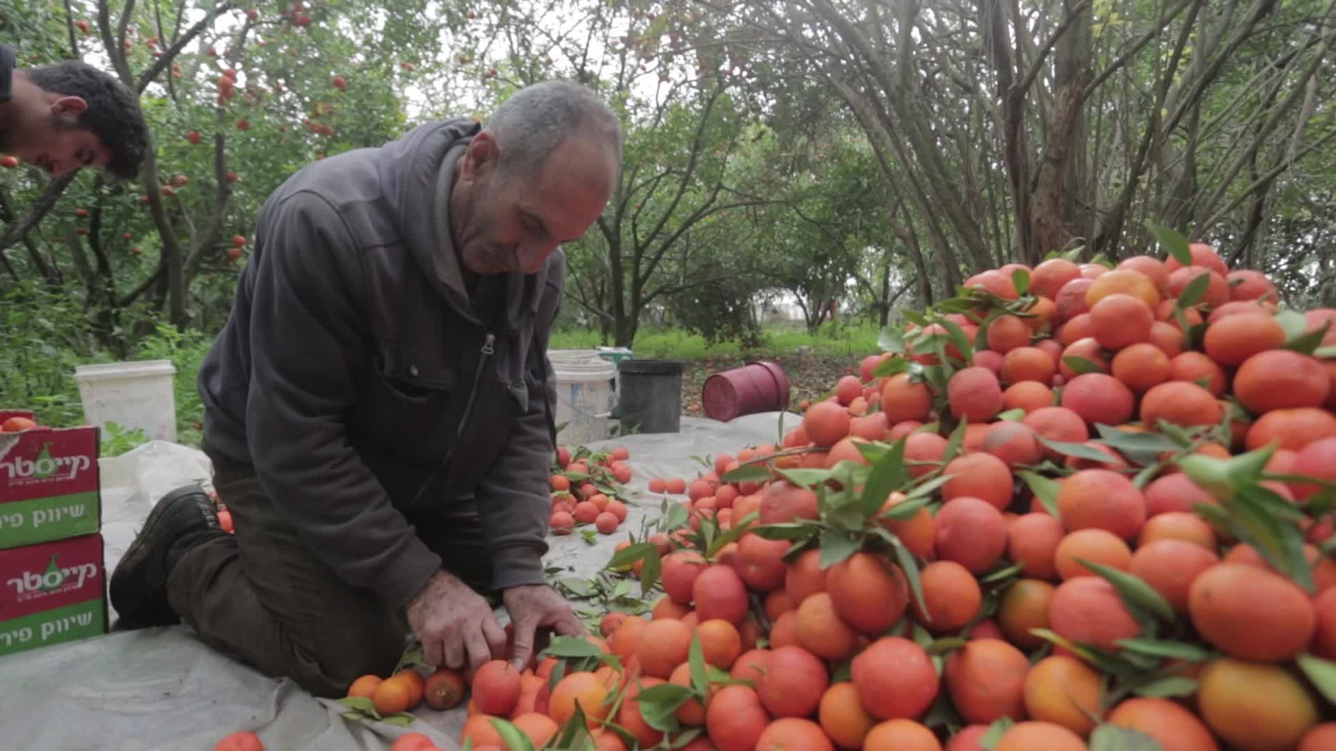 Citrus Harvesting In Gaza, Palestine