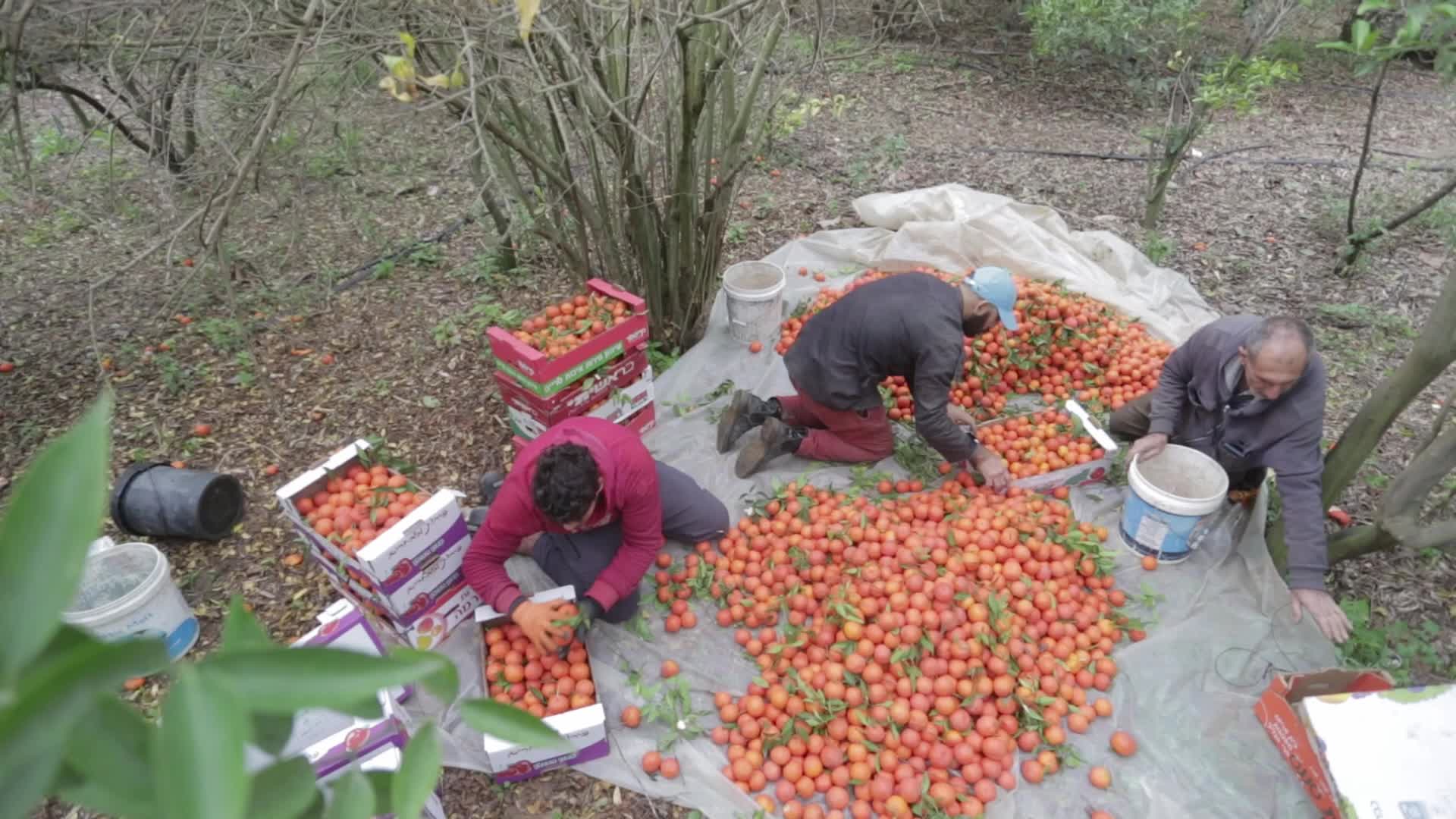 Citrus Harvesting In Gaza, Palestine