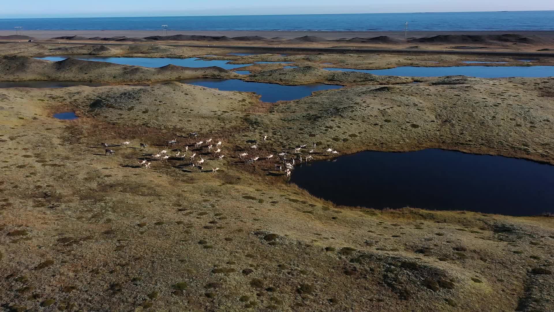 Travel through Iceland's volcanic valleys and ride with local reindeer
