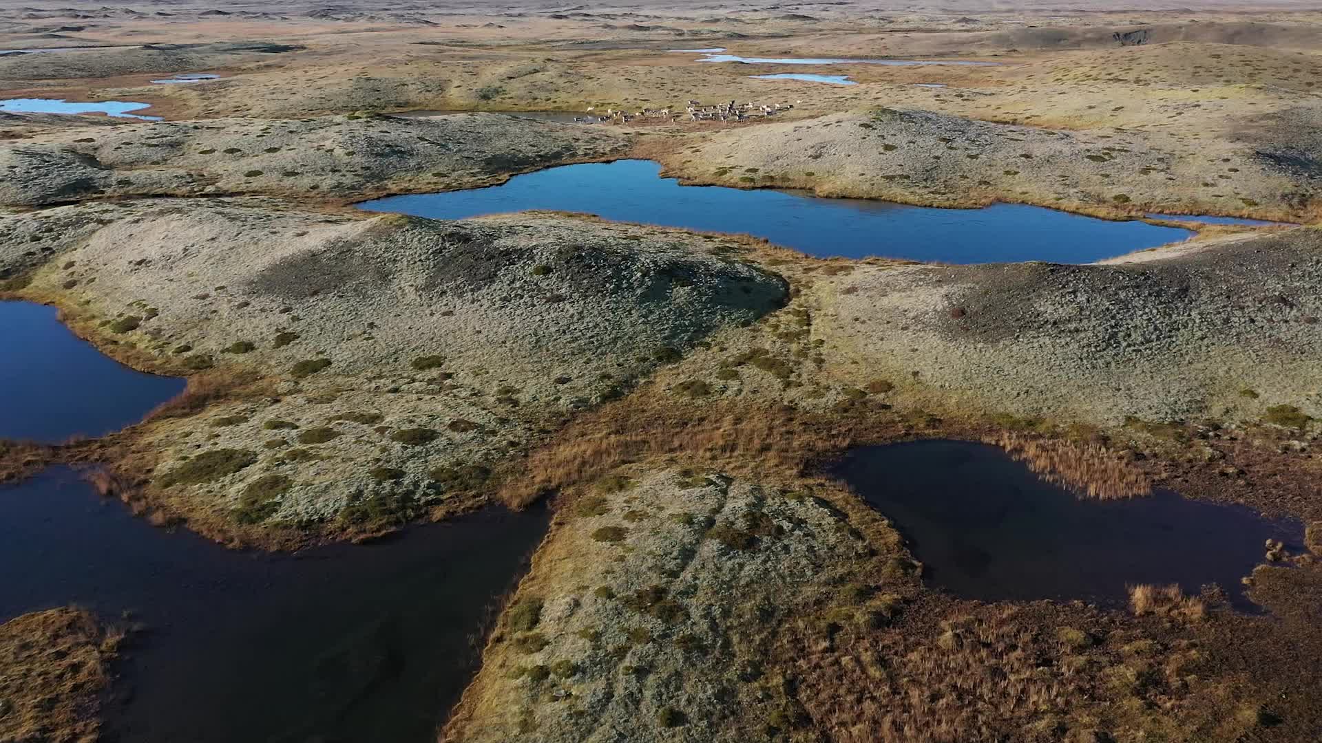 Travel through Iceland's volcanic valleys and ride with local reindeer