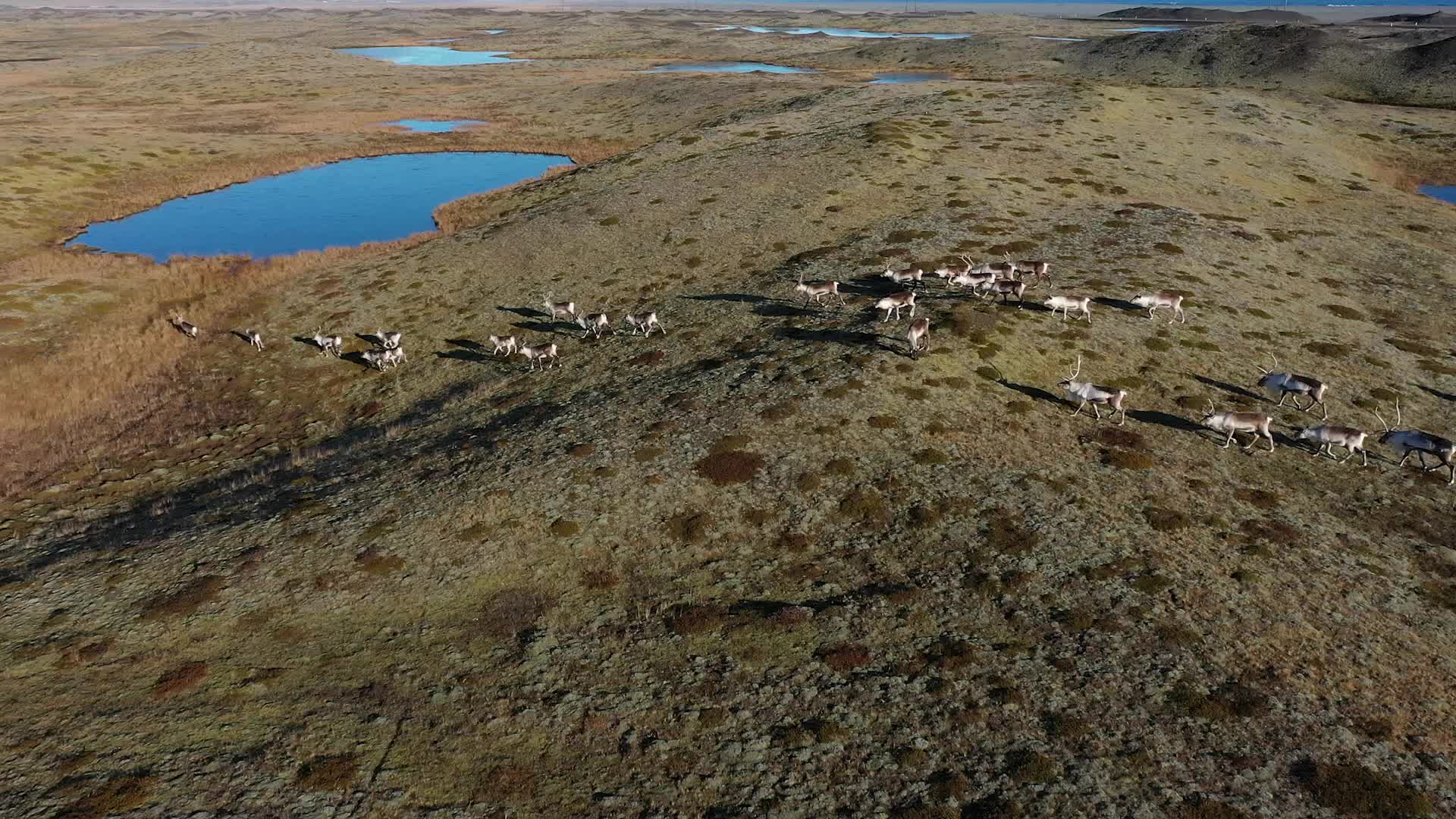 Travel through Iceland's volcanic valleys and ride with local reindeer