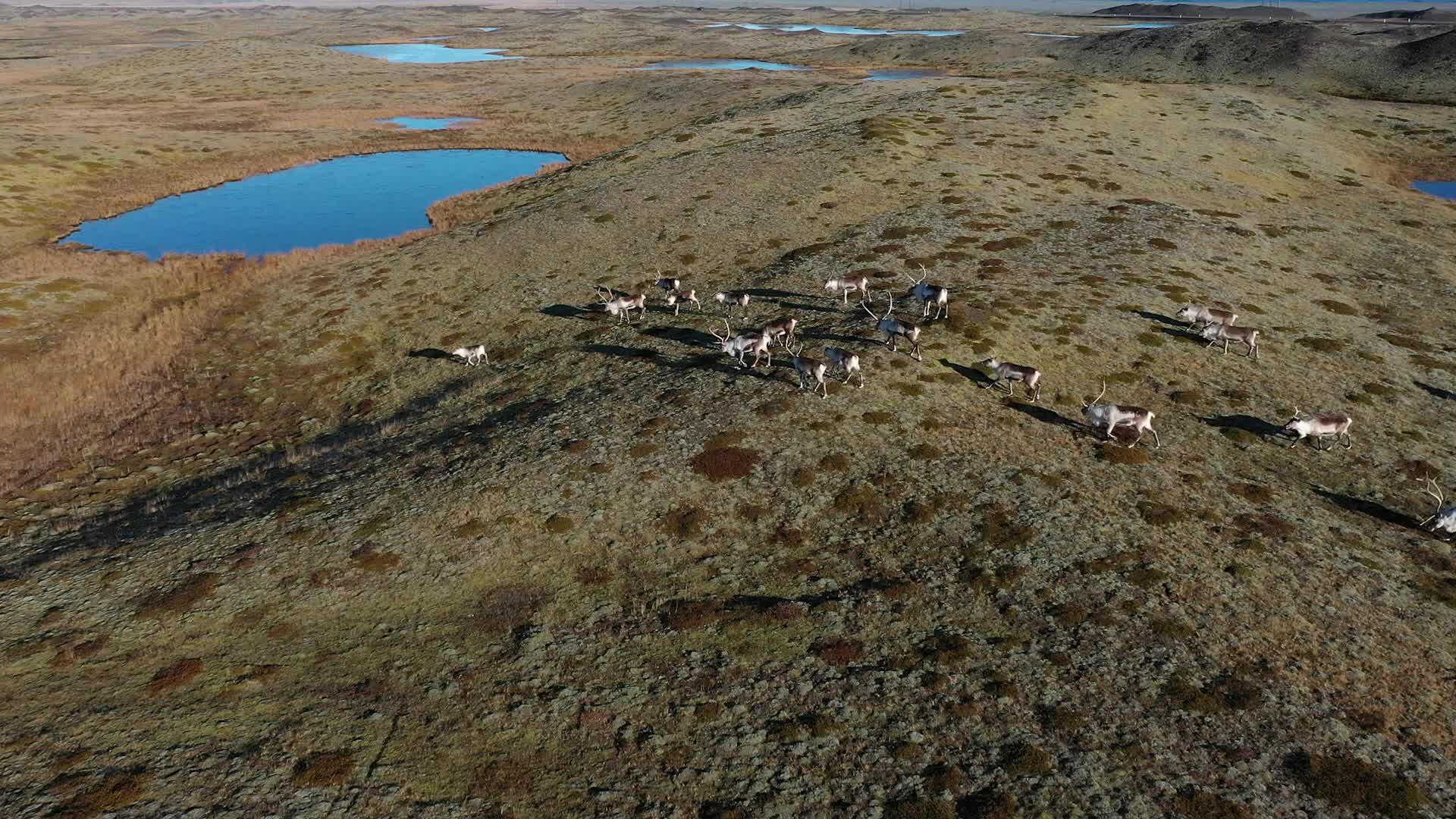 Travel through Iceland's volcanic valleys and ride with local reindeer