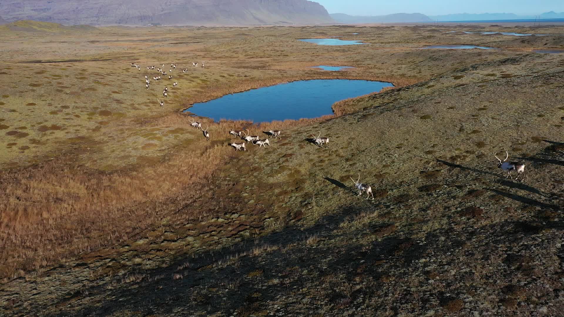 Travel through Iceland's volcanic valleys and ride with local reindeer