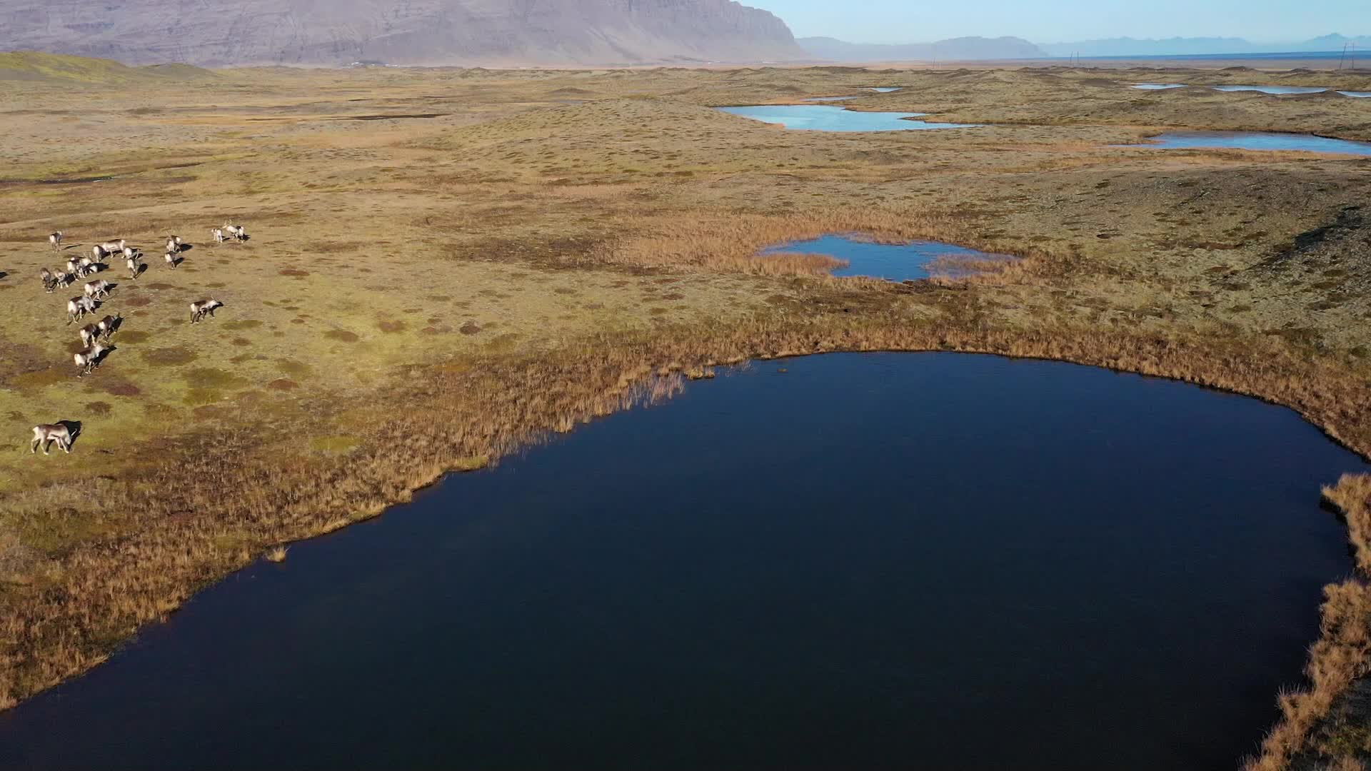 Travel through Iceland's volcanic valleys and ride with local reindeer