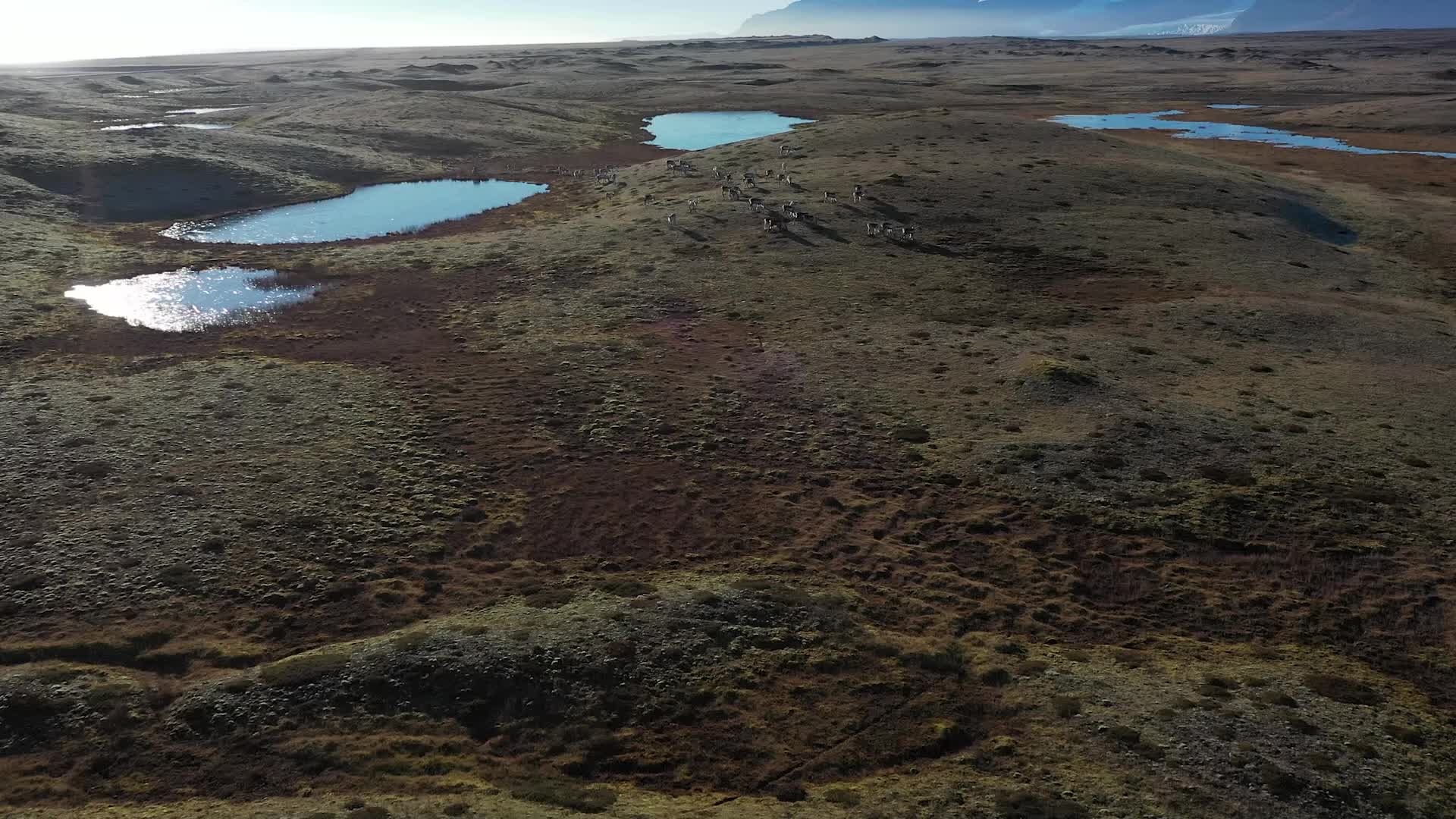 Travel through Iceland's volcanic valleys and ride with local reindeer