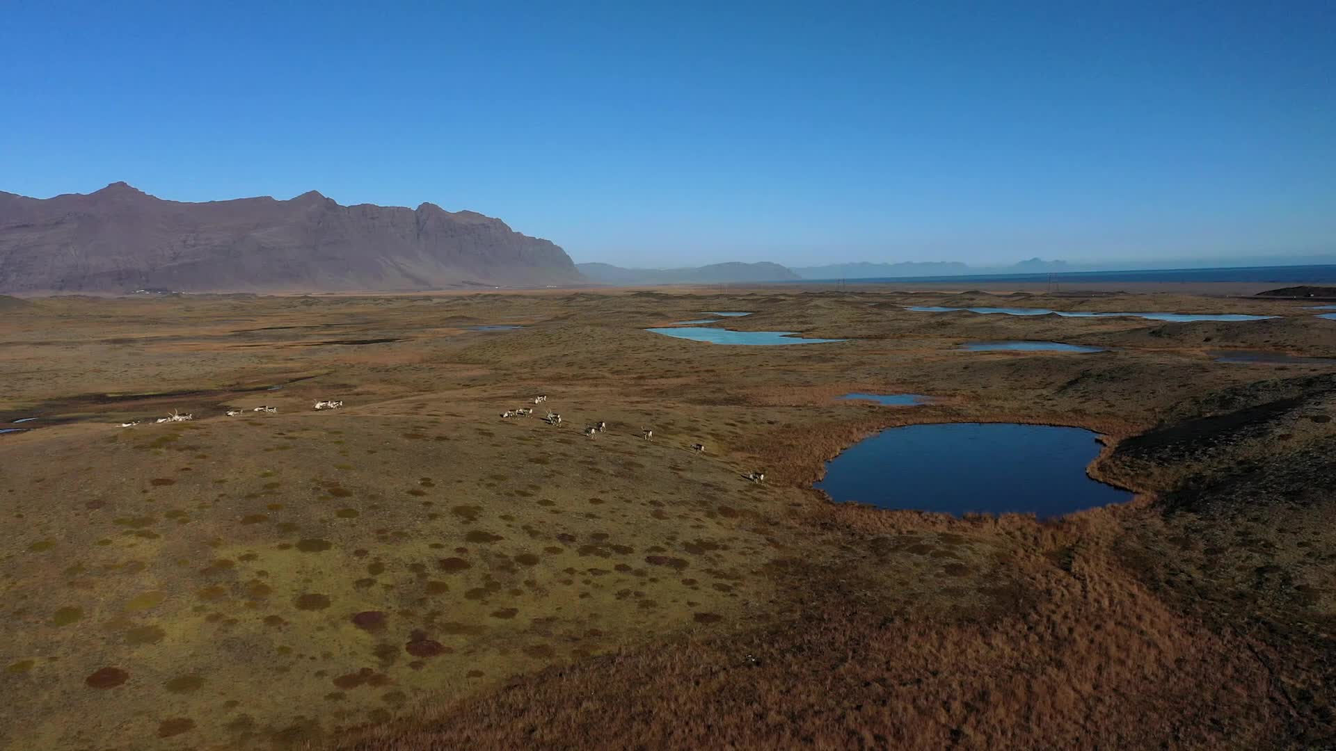 Travel through Iceland's volcanic valleys and ride with local reindeer