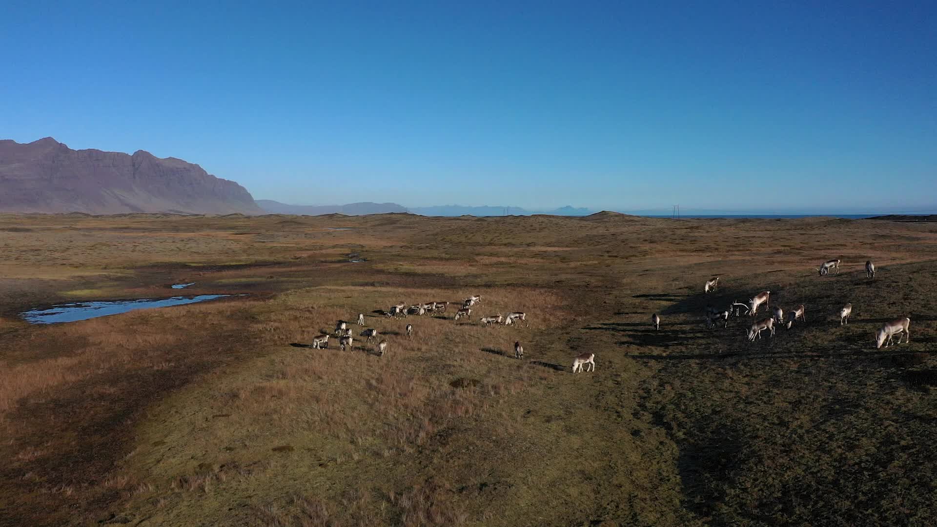 Travel through Iceland's volcanic valleys and ride with local reindeer