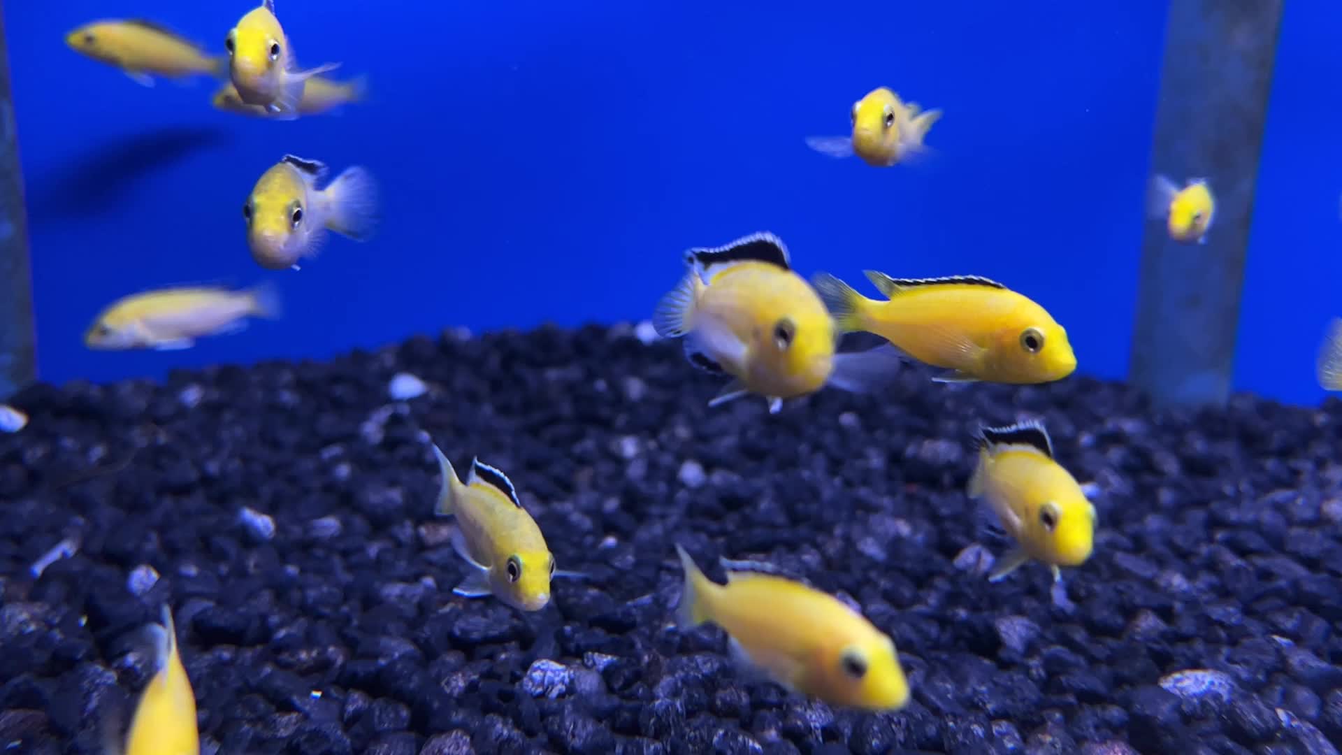 Aquarium showcasing tropical fish in Toronto