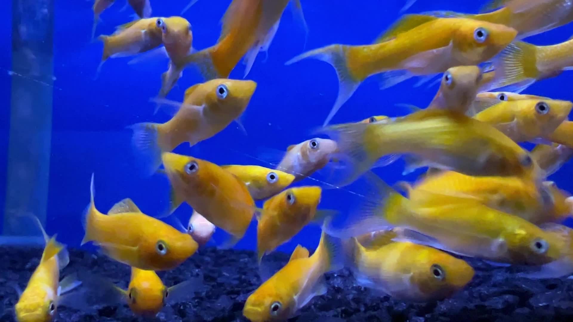 Aquarium showcasing tropical fish in Toronto