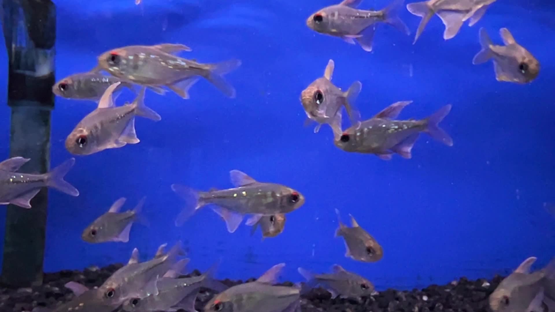 Aquarium showcasing tropical fish in Toronto