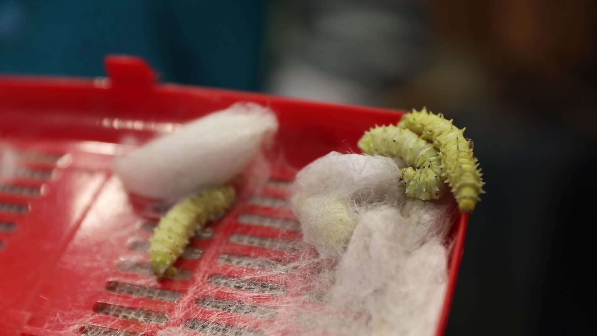 Silk Worm makes silk
