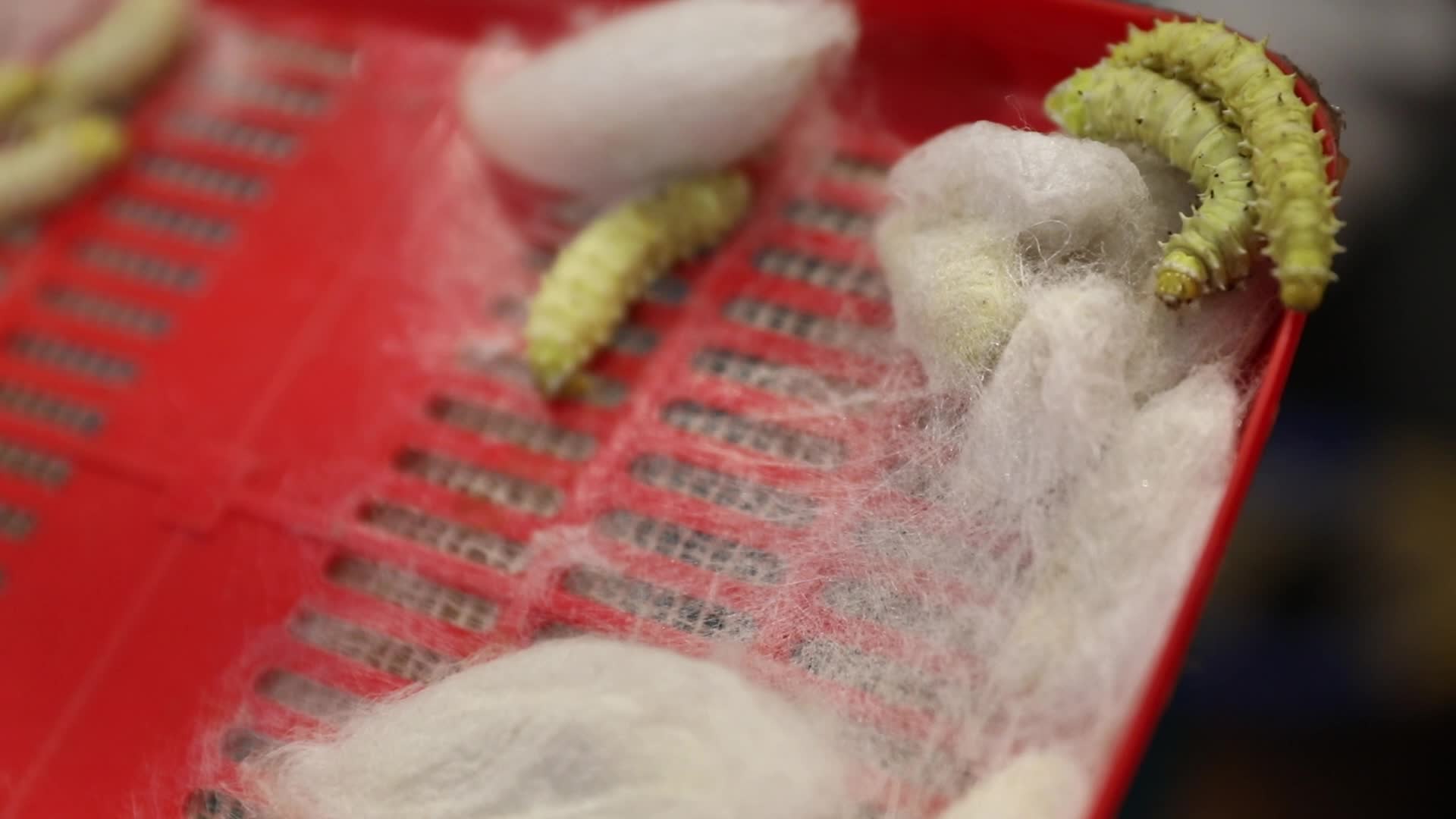 Silk Worm makes silk