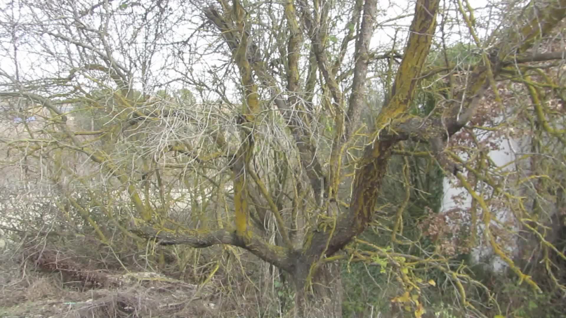 Climate change has a negative impact on vineyards