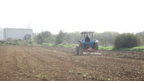 Harvesting Potatoes In Gaza